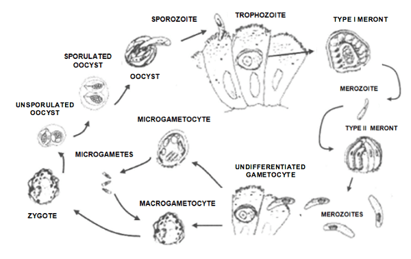 Cyclospora cayetanensis - Classification, Morphology, Culture, Life